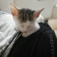 Van Kedisi, Kedi  Mia fotoğrafı