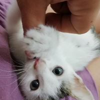 Van Kedisi, Kedi  Mia fotoğrafı