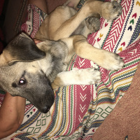 Kangal, Köpek  Kumsal fotoğrafı