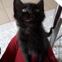 Tekir Kedi, Kedi  Prenses fotoğrafı