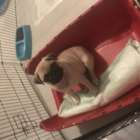 Pug, Köpek  Tozi fotoğrafı