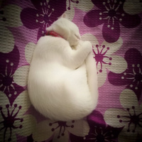 Scottish Fold, Kedi  Pamuk fotoğrafı