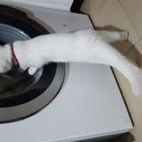 Scottish Fold, Kedi  Pamuk fotoğrafı
