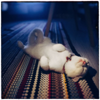 Scottish Fold, Kedi  Pamuk fotoğrafı