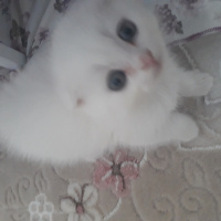 British Shorthair, Kedi  Bulut fotoğrafı