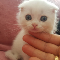 British Shorthair, Kedi  Bulut fotoğrafı