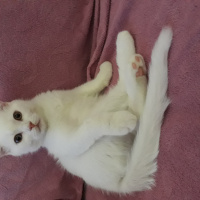 British Shorthair, Kedi  Bulut fotoğrafı