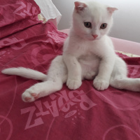 British Shorthair, Kedi  Bulut fotoğrafı