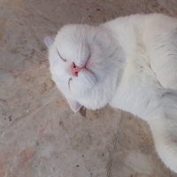 British Shorthair, Kedi  Bulut fotoğrafı