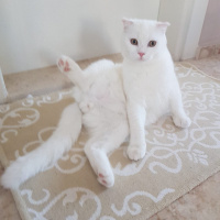 British Shorthair, Kedi  Bulut fotoğrafı