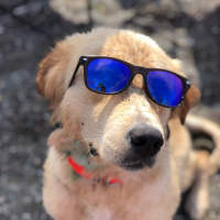 Golden Retriever, Köpek  Loki fotoğrafı