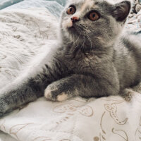 British Shorthair, Kedi  Lavinia fotoğrafı