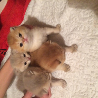 Chinchilla, Kedi  Gold fold yavrular fotoğrafı
