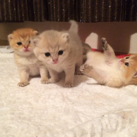 Chinchilla, Kedi  Gold fold yavrular fotoğrafı