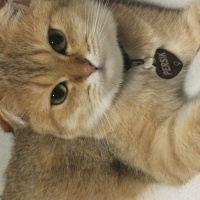 Chinchilla, Kedi  Gold fold yavrular fotoğrafı