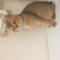 Chinchilla, Kedi  Gold fold yavrular fotoğrafı