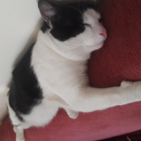 Tuxedo (Smokin) Kedi, Kedi  Yumak fotoğrafı