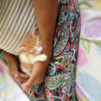 Tekir Kedi, Kedi  Ballısüt fotoğrafı