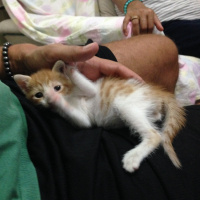 Tekir Kedi, Kedi  Ballısüt fotoğrafı