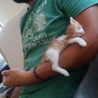 Tekir Kedi, Kedi  Ballısüt fotoğrafı