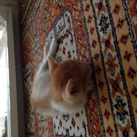 Tekir Kedi, Kedi  Ballısüt fotoğrafı