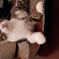 Tekir Kedi, Kedi  Bulut fotoğrafı