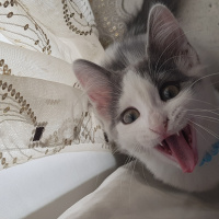 Tekir Kedi, Kedi  LADY fotoğrafı