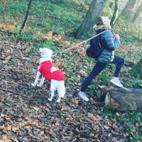 İngiliz Setter, Köpek  Mia fotoğrafı