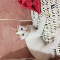 Tekir Kedi, Kedi  . fotoğrafı