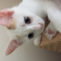 Tekir Kedi, Kedi  . fotoğrafı