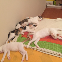 Tekir Kedi, Kedi  . fotoğrafı