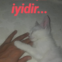 Ankara Kedisi, Kedi  Mırmır fotoğrafı