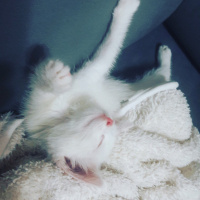 Ankara Kedisi, Kedi  Mırmır fotoğrafı