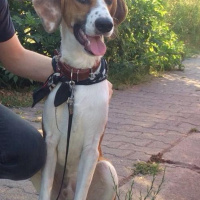 Beagle, Köpek  odie fotoğrafı
