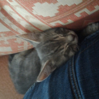 Tekir Kedi, Kedi  Oscar fotoğrafı