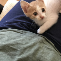 Tekir Kedi, Kedi  Şila fotoğrafı