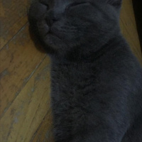 British Shorthair, Kedi  Çaki fotoğrafı