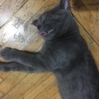 British Shorthair, Kedi  Çaki fotoğrafı