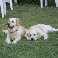 Golden Retriever, Köpek  Baileys fotoğrafı