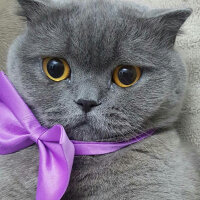 British Shorthair, Kedi  Lily fotoğrafı