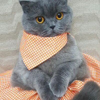 British Shorthair, Kedi  Lily fotoğrafı