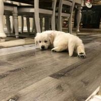 Golden Retriever, Köpek  Beyaz fotoğrafı