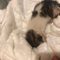 Tekir Kedi, Kedi  ida fotoğrafı