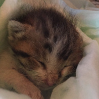 Tekir Kedi, Kedi  ida fotoğrafı