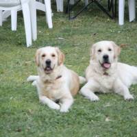 Golden Retriever, Köpek  Bal fotoğrafı