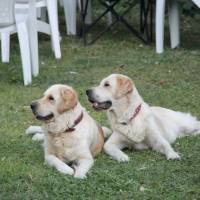 Golden Retriever, Köpek  Bal fotoğrafı