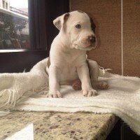 Amerikan Pitbull Terrier, Köpek  Yuri Boyka fotoğrafı