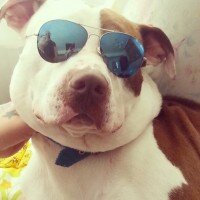 Amerikan Pitbull Terrier, Köpek  Yuri Boyka fotoğrafı