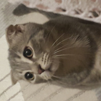 Scottish Fold, Kedi  Loki fotoğrafı
