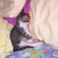 Tekir Kedi, Kedi  fındık fotoğrafı